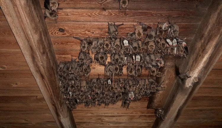 V Rudě nad Moravou přebývají netopýři velcí