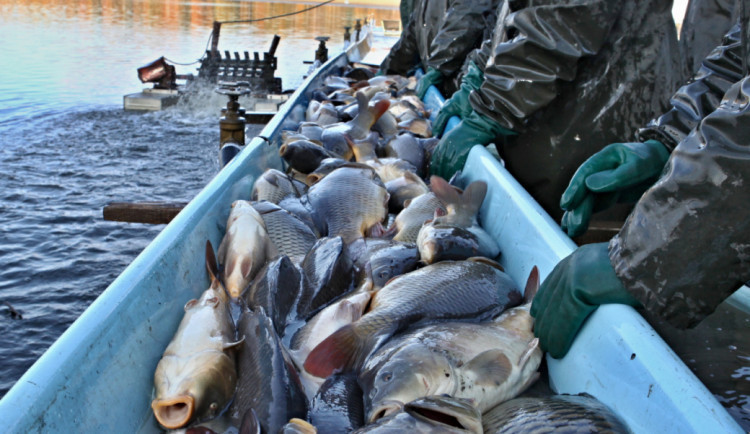 size3-size3-16971854930919-2-trebonsky-kapr-bude-stat-na-vanoce-130-az-140-korun-stejne-jako-loni