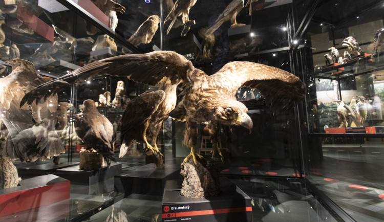FOTOGALERIE: Jedinečná ptačí říše v Přerově. Po rekonstrukci se otevře muzeum Ornis
