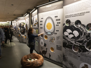 FOTOGALERIE: Jedinečná ptačí říše v Přerově. Po rekonstrukci se otevře muzeum Ornis