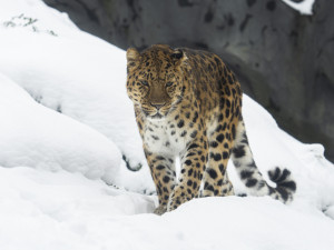 FOTOGALERIE: Mráz a sníh svědčí v Zoo Olomouc vlkům i levhartům. Cizí už není ani klokanům