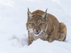 FOTOGALERIE: Mráz a sníh svědčí v Zoo Olomouc vlkům i levhartům. Cizí už není ani klokanům