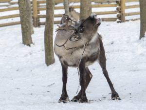 FOTOGALERIE: Mráz a sníh svědčí v Zoo Olomouc vlkům i levhartům. Cizí už není ani klokanům