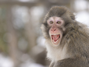 FOTOGALERIE: Mráz a sníh svědčí v Zoo Olomouc vlkům i levhartům. Cizí už není ani klokanům