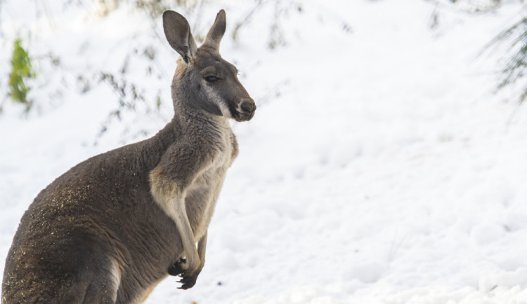 Mráz a sníh svědčí v Zoo Olomouc vlkům i levhartům. Cizí už není ani klokanům