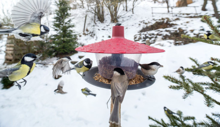Přikrmování ptáků v zimě má svá pravidla. Zjistěte, kdo k vám létá