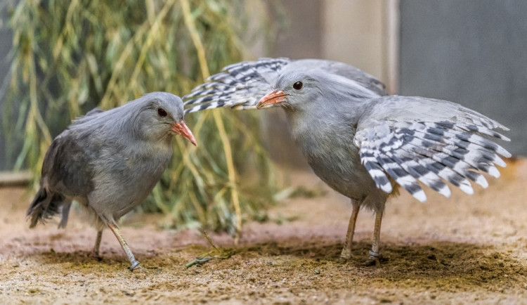 Zoo Praha nabízí zvířecí sirotky k adopci