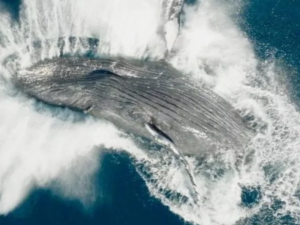 VIDEO: Dokážou velrybí mláďata zlobit své rodiče? To je poslední letošní AFOKINO v Olomouci
