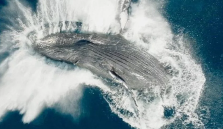 VIDEO: Záchrana velryby vyplavené na odlehlé pláži očima dítěte. To je poslední letošní AFOKINO v Olomouci