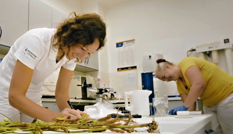 Nová generace luštěnin: v mezinárodním týmu šlechtitelů působí i vědci z Univerzity Palackého