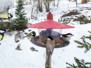 Přikrmování ptáků v zimě má svá pravidla. Zjistěte, kdo k vám létá