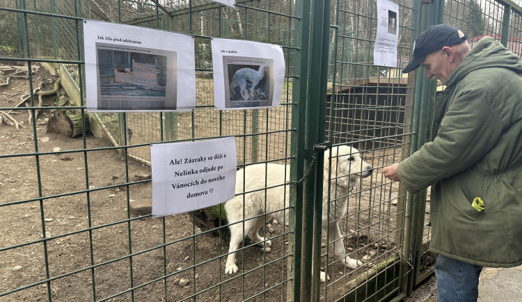 Lidé přinesli pamlsky do psího útulku. Nelinka už našla domov, vypráví správce