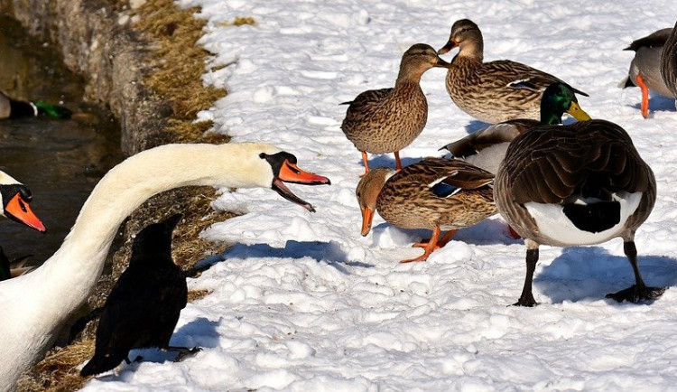 size3-1703679855164-152-lide-nejen-v-jihlave-krmi-v-zime-ptaky-pecivem-popcornem-nebo-cukrovim-to-vsak-neni-vubec-vhodne