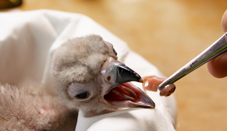 V zoologické zahradě se vloni narodilo přes 270 mláďat. Často velmi vzácných