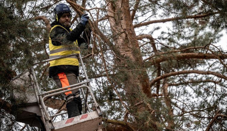 FOTO: Dozvuky sněhové kalamity. V Jihlavě je nutné ošetřit poškozené stromy, některé z nich musí k zemi