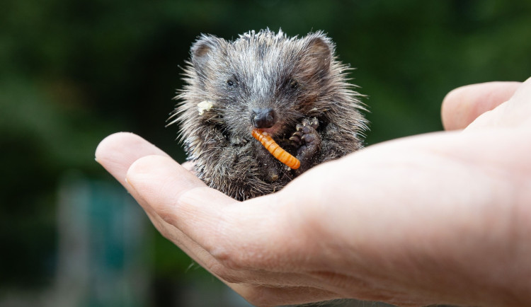 Ohňostroje stresují hlavně zebry, labutě či ježky. Nový rok proběhl v jihlavské zoo i na stanici v Pavlově v klidu