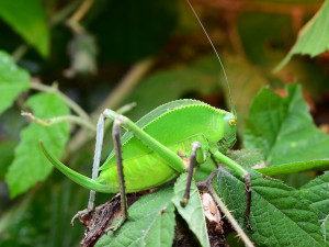 Kobylka Siliquofera grandis