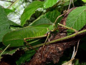 Kobylka Siliquofera grandis