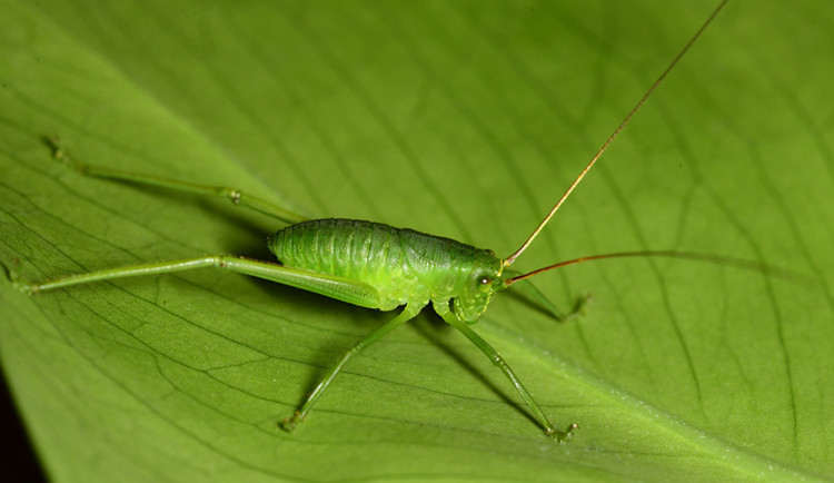 Nymfa kobylky Siliquofera grandis