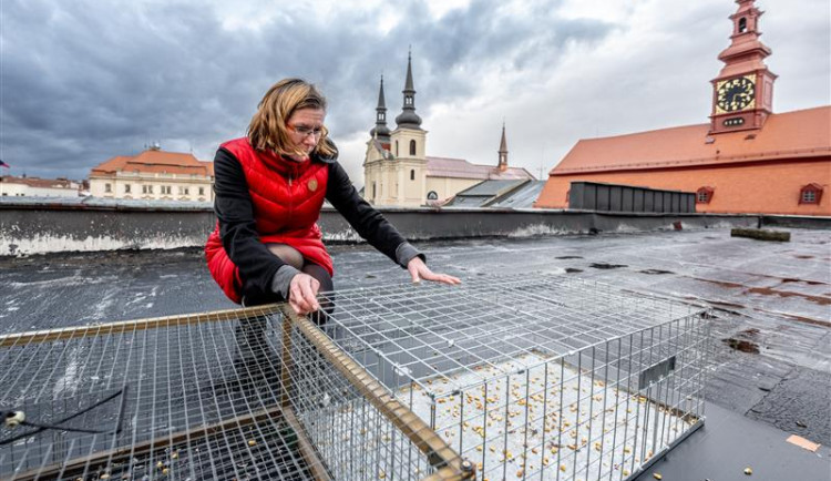 V Jihlavě začal odchyt holubů do klecí, ti jsou opět přemnožení. Pomohlo by, kdyby je lidé nekrmili, říká radnice