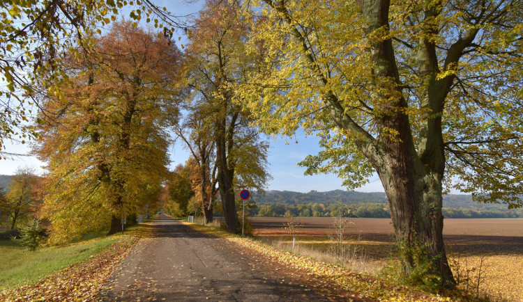 Hlasování o Alej roku potrvá do konce ledna. Arnika odtajnila pořadí