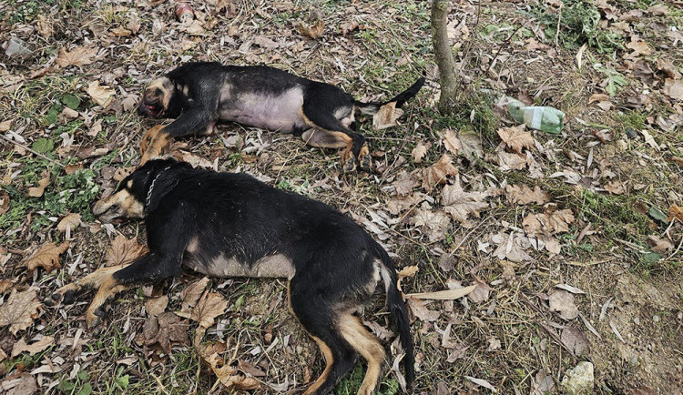 Na okraji Uničova někdo nechal dva zakrvácené mrtvé psy. Obludnost, zní z města
