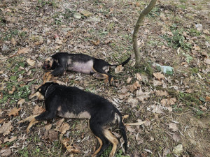 Na okraji Uničova někdo nechal dva zakrvácené mrtvé psy. Obludnost, zní z města
