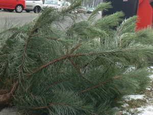 VIDEO: Olomouc už odstrojila vánoční strom. O ty z domácností se postarají technické služby