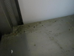 Trus hlodavců a zanedbaný úklid v asijském bistru v Olympii. Potravinářská inspekce ho zavřela