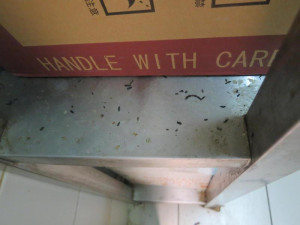 Trus hlodavců a zanedbaný úklid v asijském bistru v Olympii. Potravinářská inspekce ho zavřela