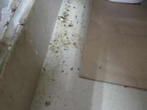 Trus hlodavců a zanedbaný úklid v asijském bistru v Olympii. Potravinářská inspekce ho zavřela