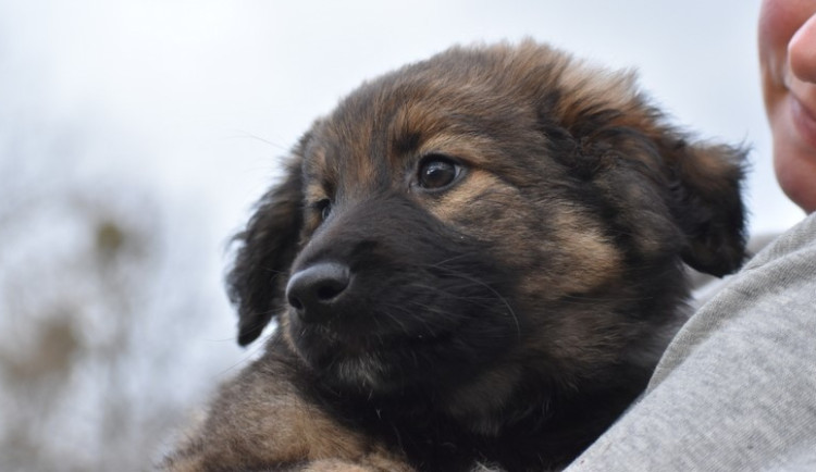 HLEDÁME PÁNÍČKA: Štěně Bred a dospělá Centy z olomouckého útulku jsou aktivní pejsci