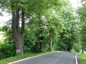 Šetrné kácení v Jeseníku. Na hřbitově město před pěti lety vysadilo habry, až nyní jdou k zemi staré lípy