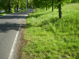 Šetrné kácení v Jeseníku. Na hřbitově město před pěti lety vysadilo habry, až nyní jdou k zemi staré lípy
