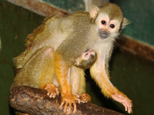 Čtyřem malým kotulům se v olomoucké zoo zatím daří dobře. Jeden z nich je Císař