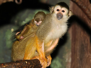 Čtyřem malým kotulům se v olomoucké zoo zatím daří dobře. Jeden z nich je Císař