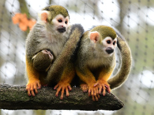 Čtyřem malým kotulům se v olomoucké zoo zatím daří dobře. Jeden z nich je Císař