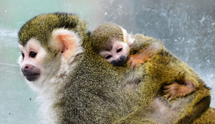 Čtyřem malým kotulům se v olomoucké zoo zatím daří dobře. Jeden z nich je Císař