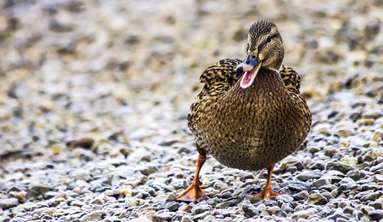 size3-1632933972985-231-do-ceska-se-po-vice-nez-ctyrech-mesicich-vratila-ptaci-chripka-zaznamenali-ji-na-pribramsku