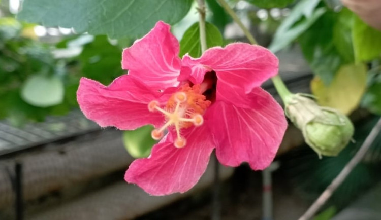 Ve sklenících v Olomouci vykvetl velmi vzácný druh ibišku, několik desítek rostlin se vyskytuje pouze na Mauriciu