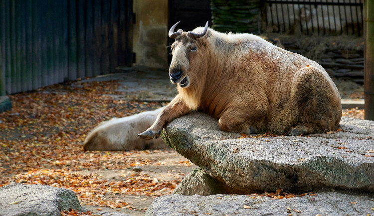 Budoucí podoba nové části zoologické zahrady má vzejít ze soutěže