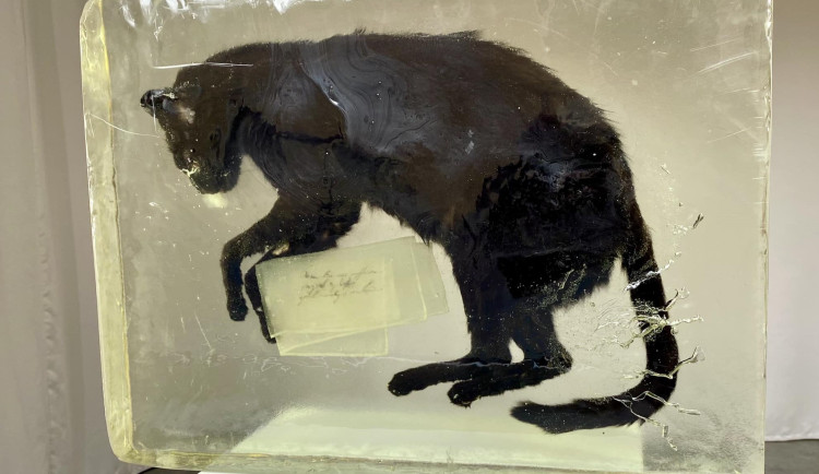 Mrtvá kočka v přerovské galerii budí vášně. O jejím osudu rozhodne hlasování obyvatel na sociálních sítích
