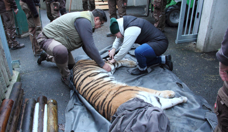 Mladou tygřici převezli z jihu Čech do Zoo Budapešť