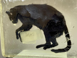 Mrtvá kočka v přerovské galerii budí vášně. O jejím osudu rozhodne hlasování obyvatel na sociálních sítích