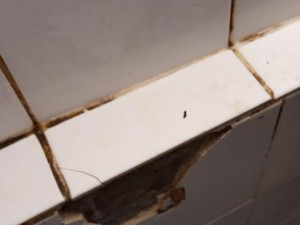 Znečištěné prostory i trus hlodavců. Inspektoři zavřeli kuchyň restaurace v centru Prostějova