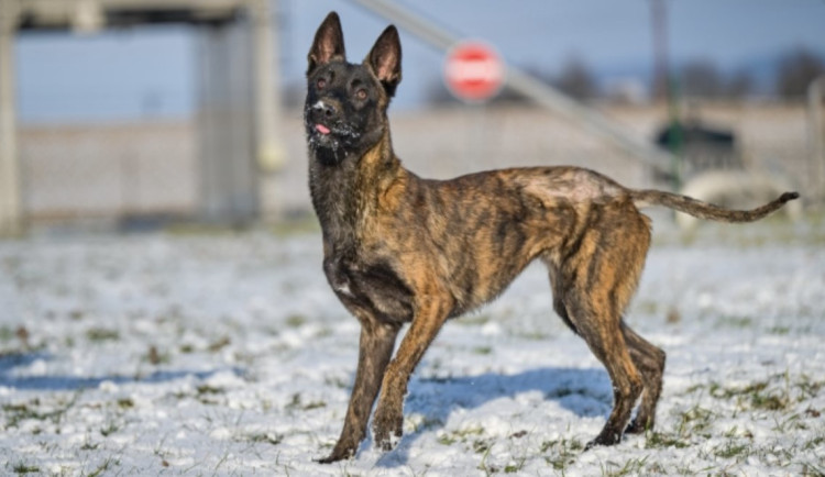 HLEDÁME PÁNÍČKA: Terry, Romeo a Holly jsou hodní pejsci z útulku v Mohelnici, čekají na nový domov