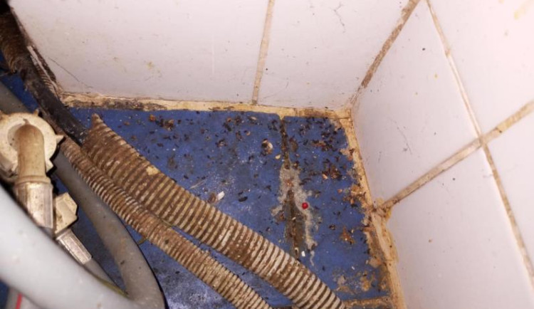 Znečištěné prostory i trus hlodavců. Inspektoři zavřeli kuchyň restaurace v centru Prostějova