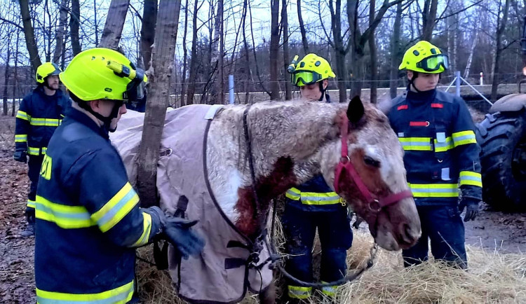 VIDEO: Hasiči pomáhali kobyle na nohy. Zvíře si převzala veterinářka