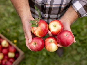 Kofola zachránila Pragerovy sady v Libině, kterým hrozilo vykácení. Z jablek bude vyrábět cidery