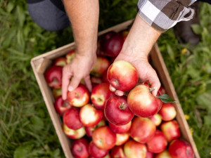 Kofola zachránila Pragerovy sady v Libině, kterým hrozilo vykácení. Z jablek bude vyrábět cidery